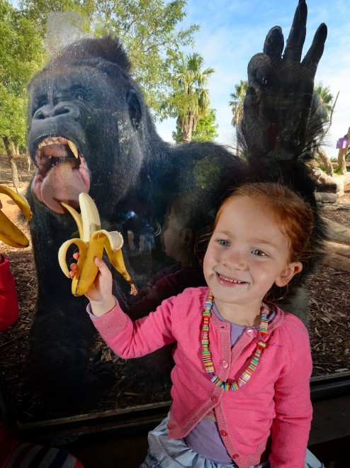Motaba, il gorilla beffato dai bambini