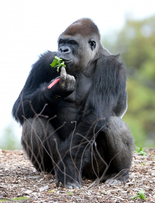 Motaba, il gorilla beffato dai bambini