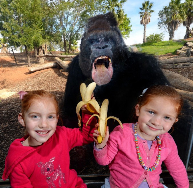 Motaba, il gorilla beffato dai bambini