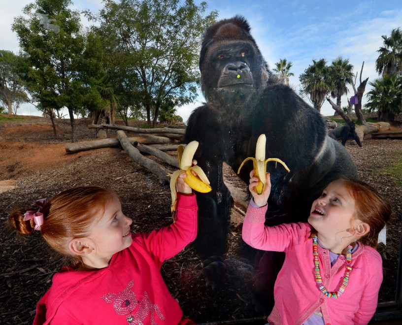 Motaba, il gorilla beffato dai bambini