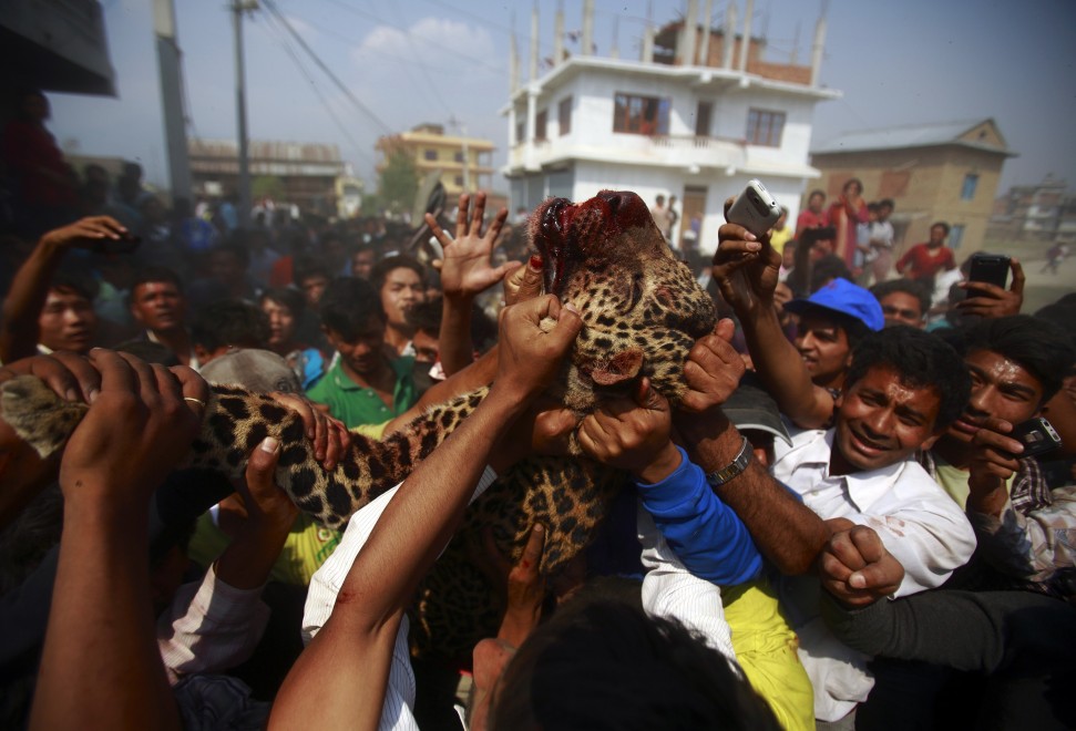 Nepal, l'uccisione del leopardo diventa una festa