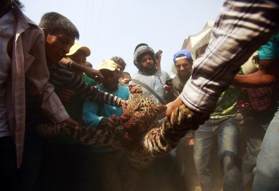 Nepal, l'uccisione del leopardo diventa una festa