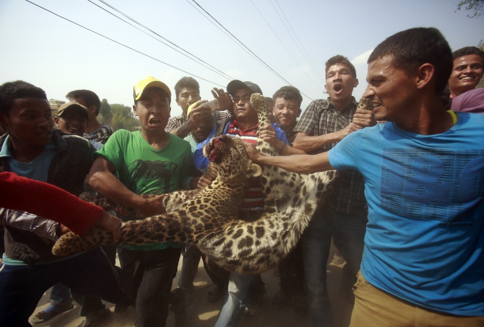 Nepal, l'uccisione del leopardo diventa una festa