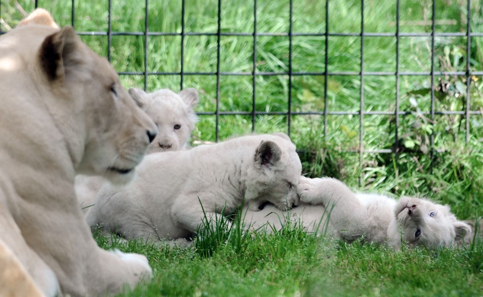 Francia, prima uscita per i cuccioli di leone bianco