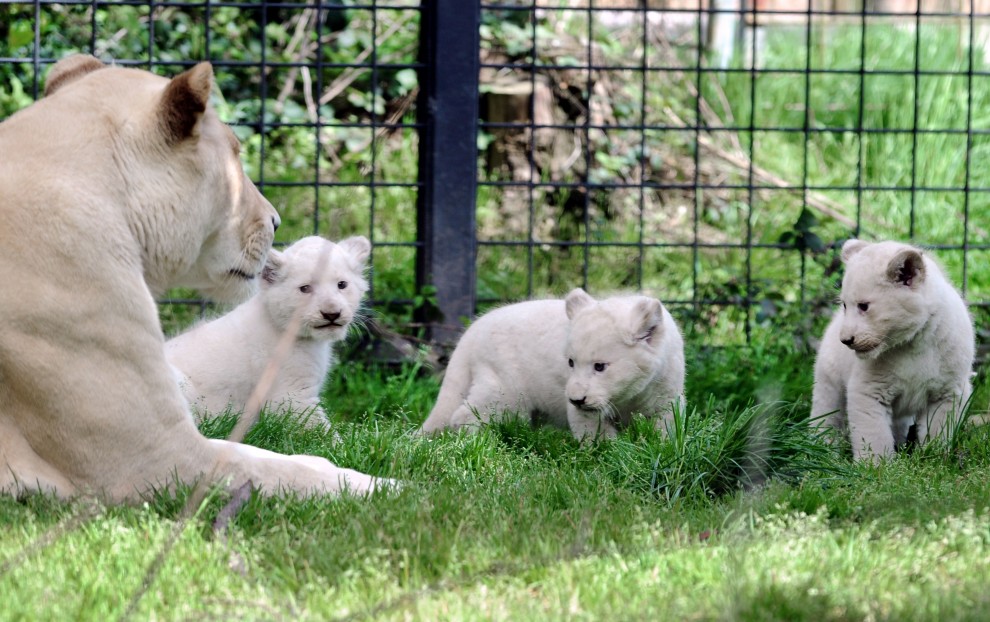 Francia, prima uscita per i cuccioli di leone bianco