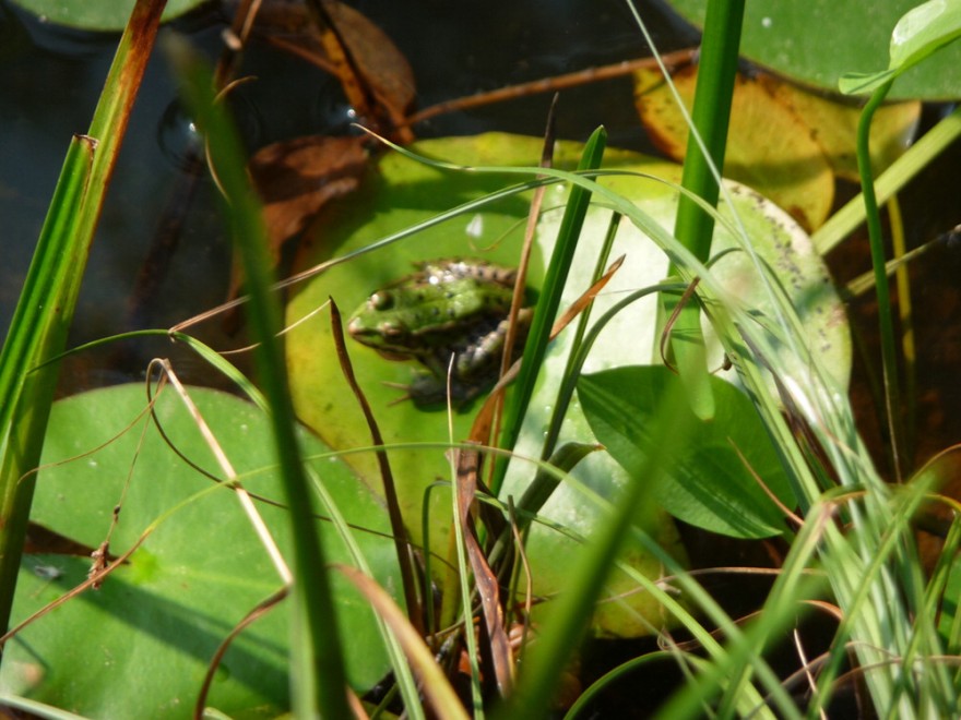 Sos natura, quante oasi Wwf da salvaguardare / 2