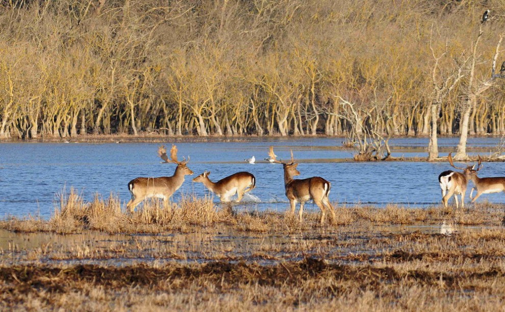 Sos natura, quante oasi Wwf da salvaguardare / 2