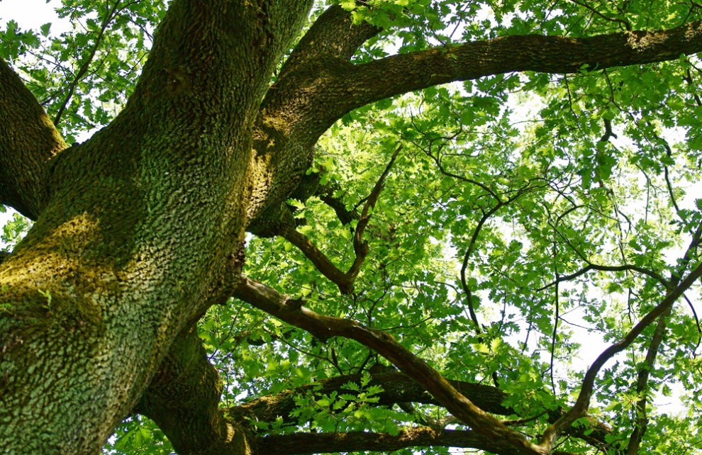 Sos natura, quante oasi Wwf da salvaguardare / 2