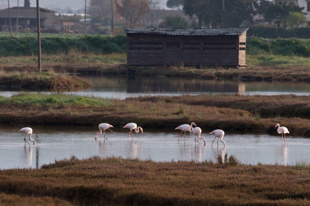 Sos natura, quante oasi Wwf da salvaguardare / 2