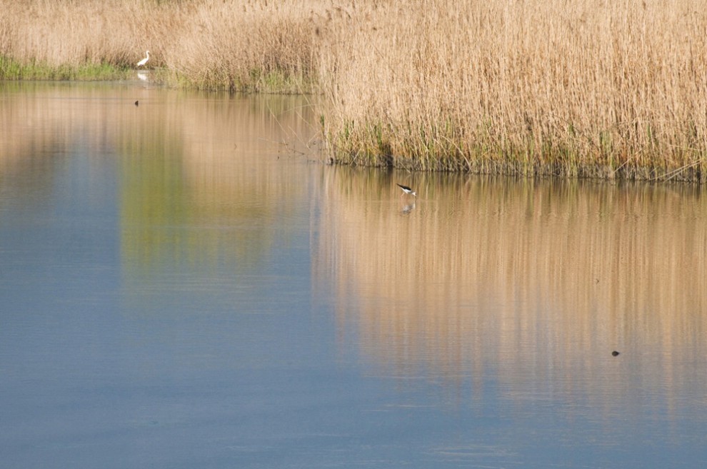 Sos natura, quante oasi Wwf da salvaguardare / 2