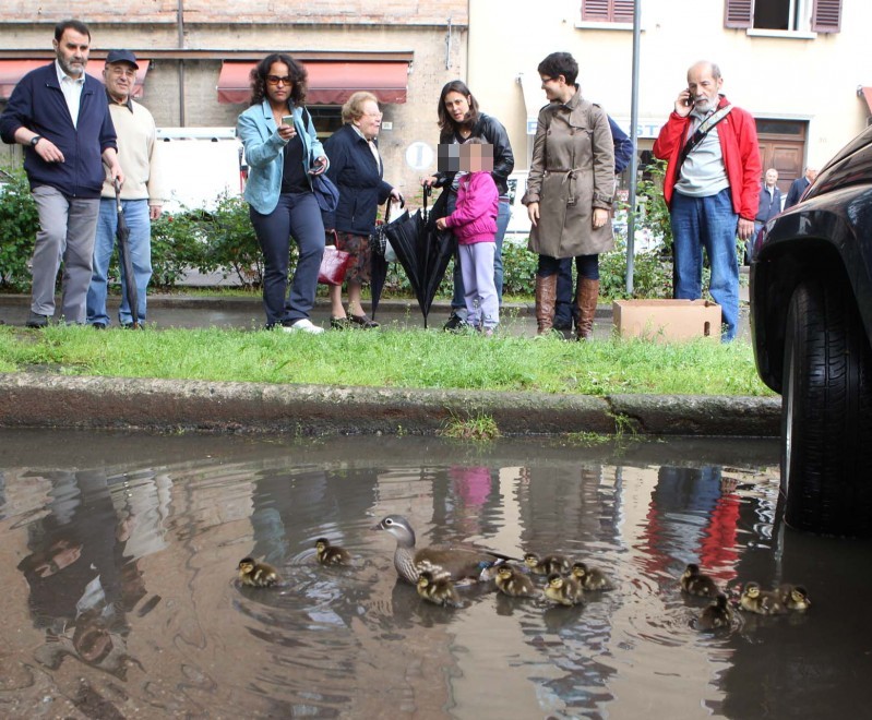 Imola, mamma anatra fugge: i piccoli adottati dal veterinario