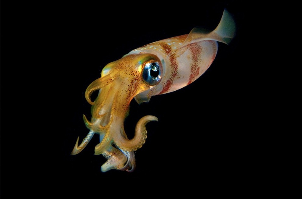 Abissi da salvare: le creature luminescenti di Lambus