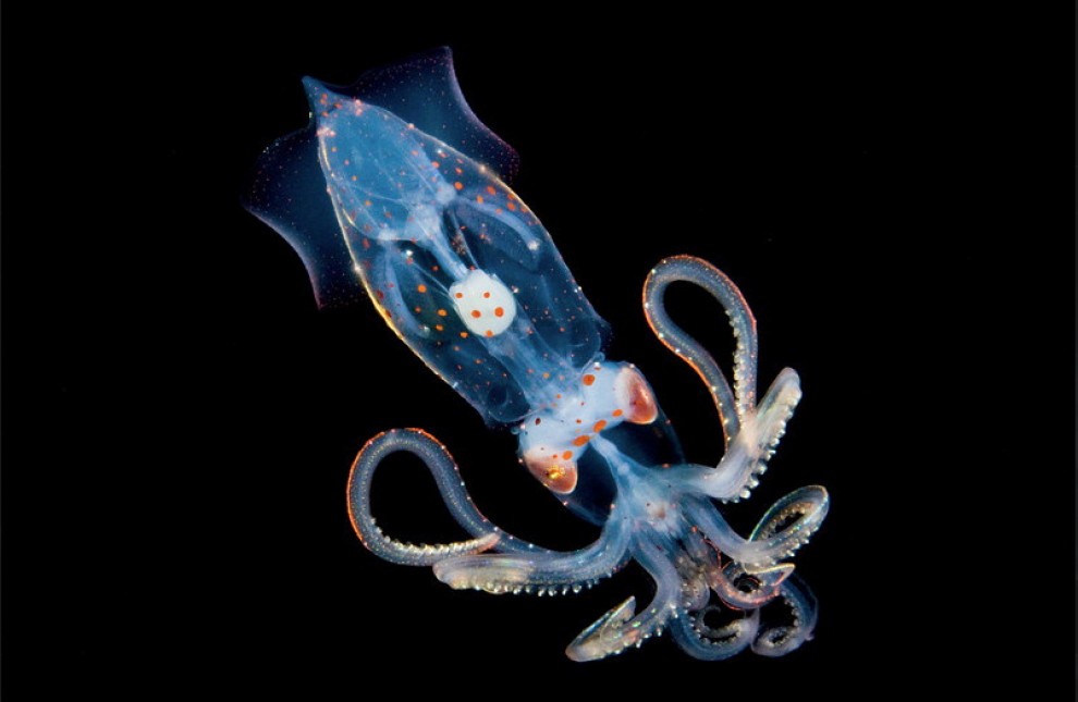 Abissi da salvare: le creature luminescenti di Lambus