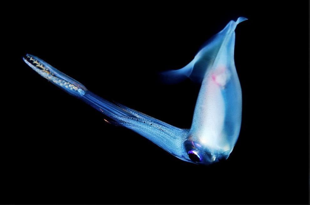 Abissi da salvare: le creature luminescenti di Lambus