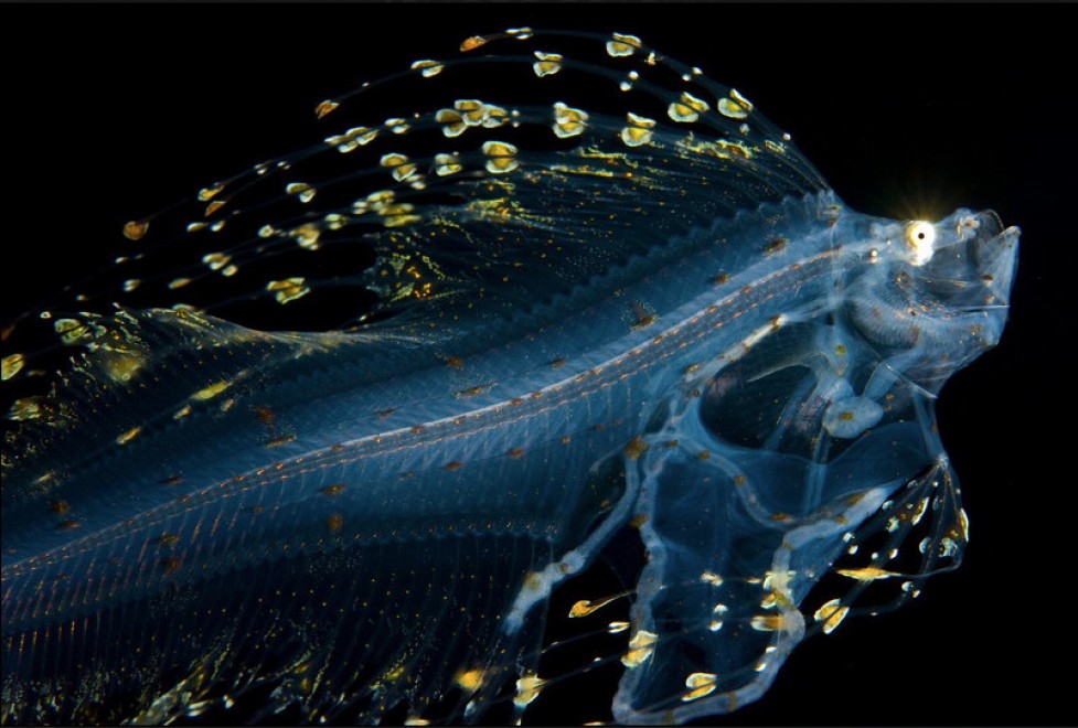 Abissi da salvare: le creature luminescenti di Lambus