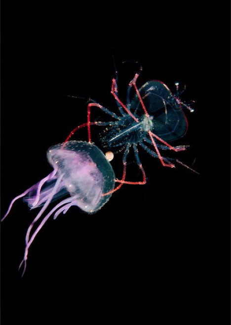 Abissi da salvare: le creature luminescenti di Lambus