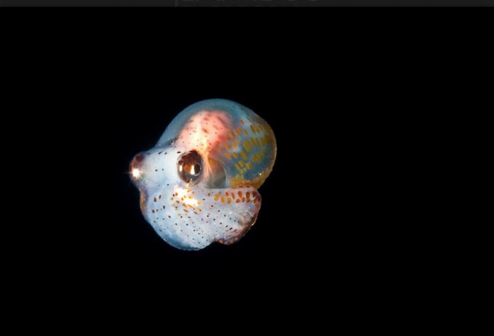 Abissi da salvare: le creature luminescenti di Lambus