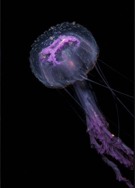 Abissi da salvare: le creature luminescenti di Lambus