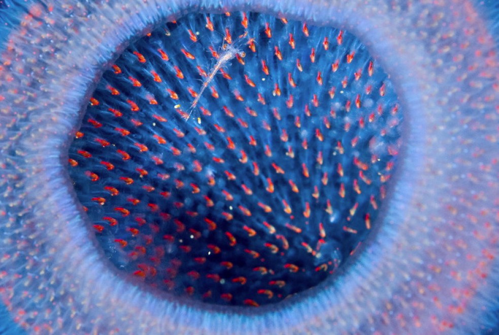 Abissi da salvare: le creature luminescenti di Lambus