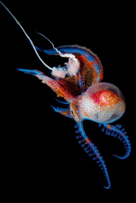 Abissi da salvare: le creature luminescenti di Lambus