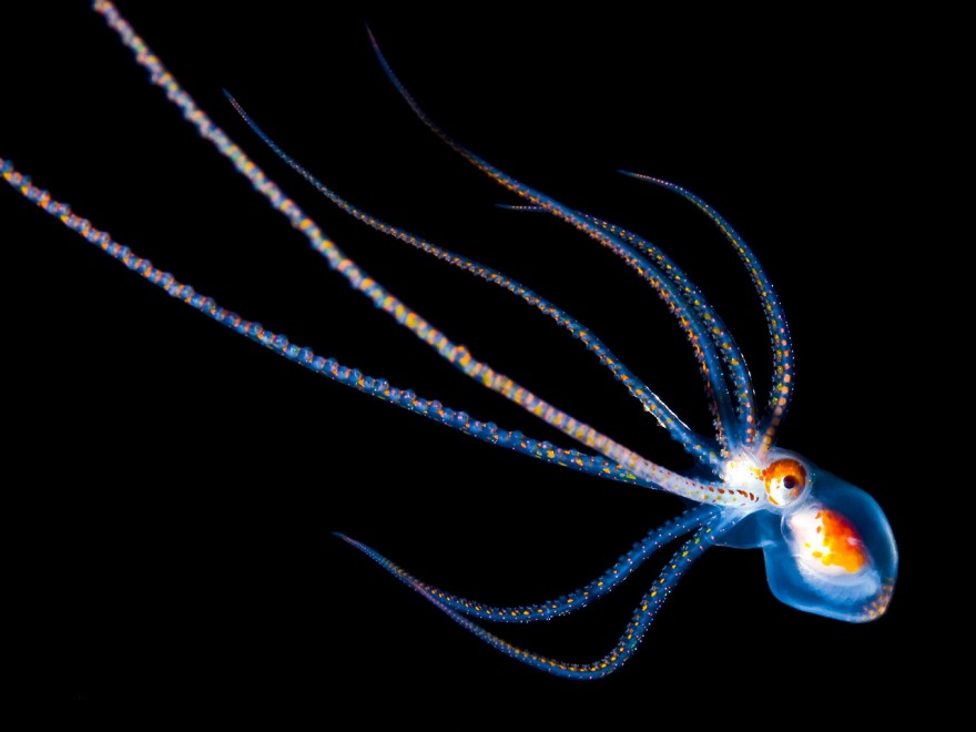 Abissi da salvare: le creature luminescenti di Lambus