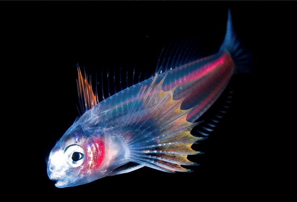 Abissi da salvare: le creature luminescenti di Lambus