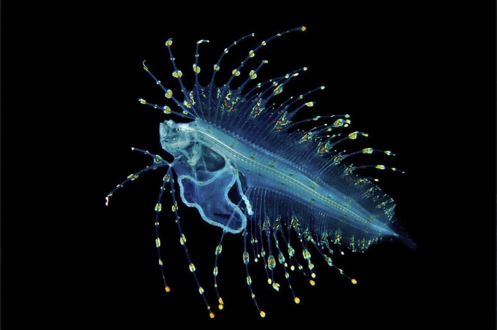 Abissi da salvare: le creature luminescenti di Lambus