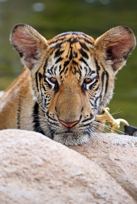 Thailandia, la tigre e il monaco buddista