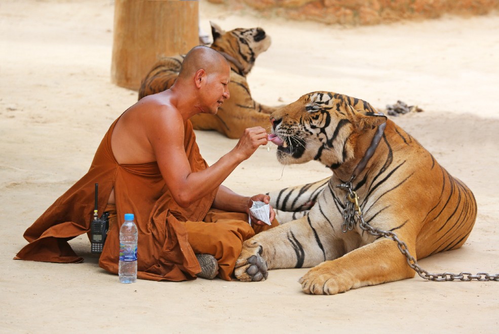 Thailandia, la tigre e il monaco buddista