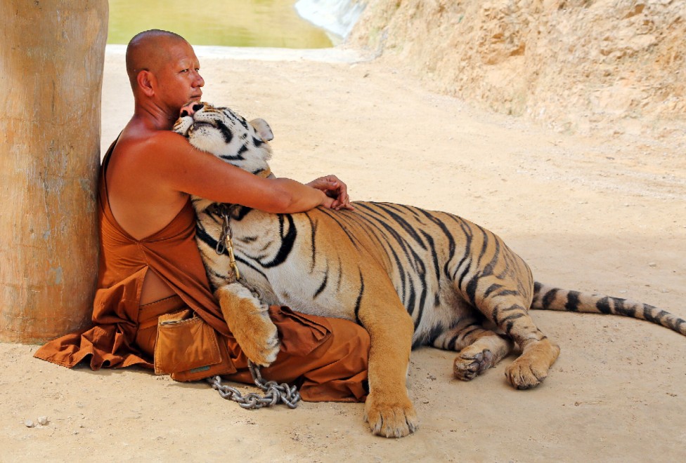 Thailandia, la tigre e il monaco buddista