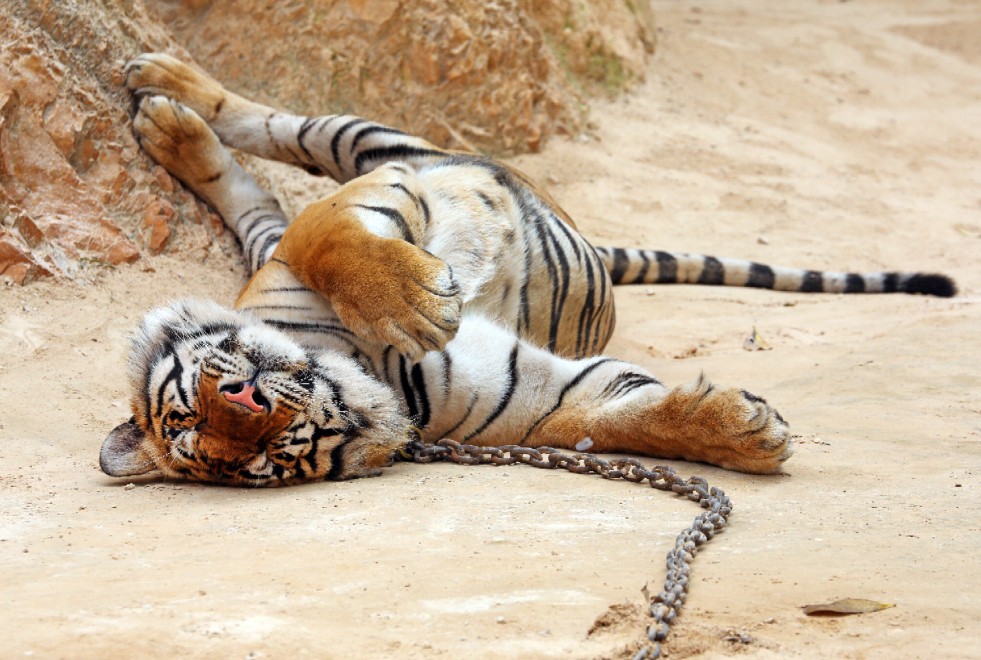 Thailandia, la tigre e il monaco buddista