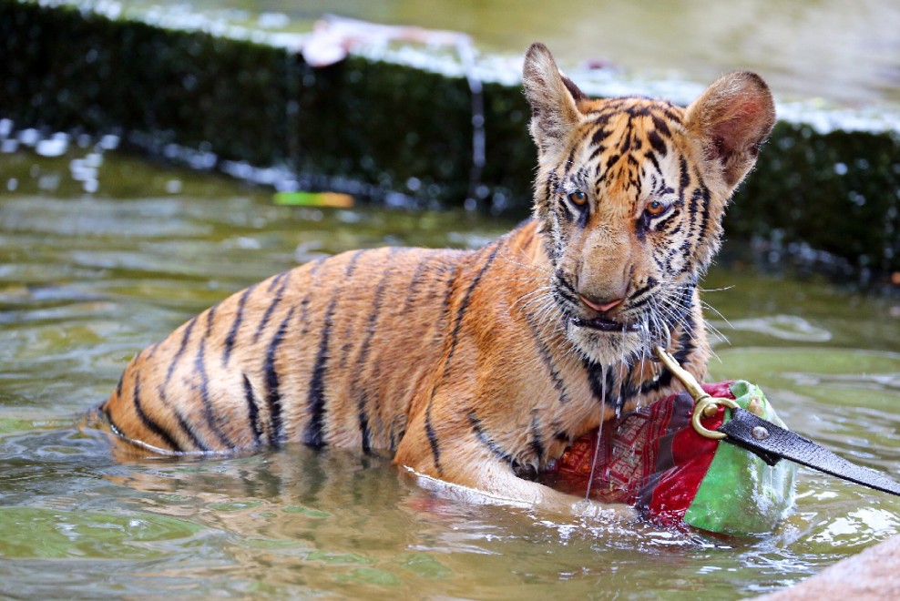Thailandia, la tigre e il monaco buddista