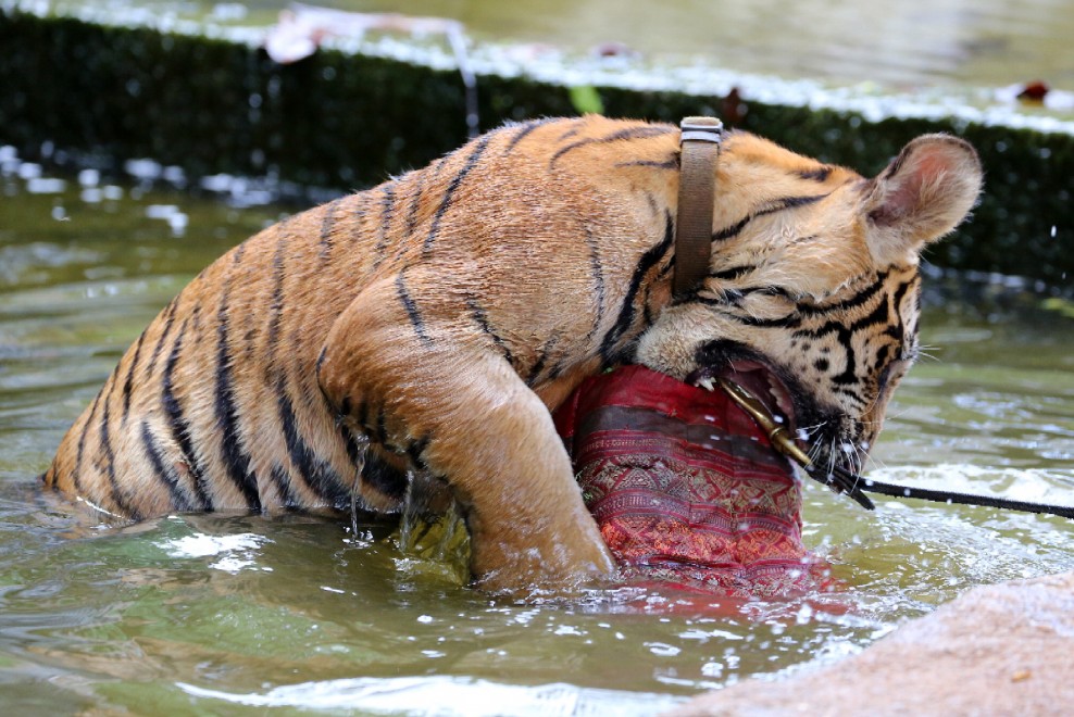 Thailandia, la tigre e il monaco buddista