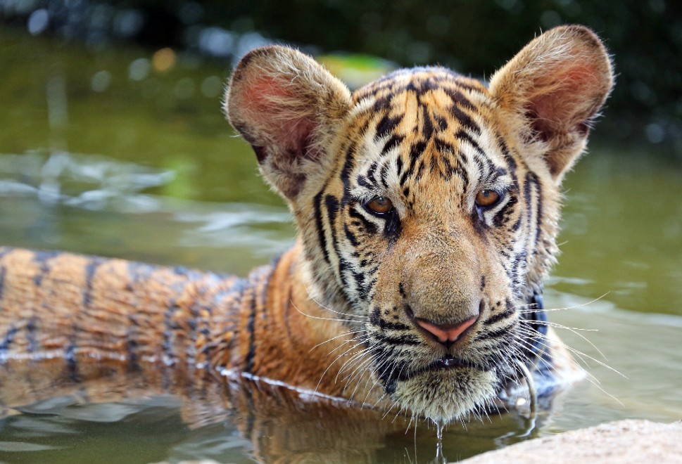 Thailandia, la tigre e il monaco buddista