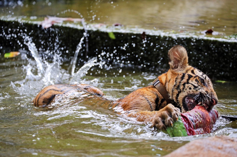 Thailandia, la tigre e il monaco buddista