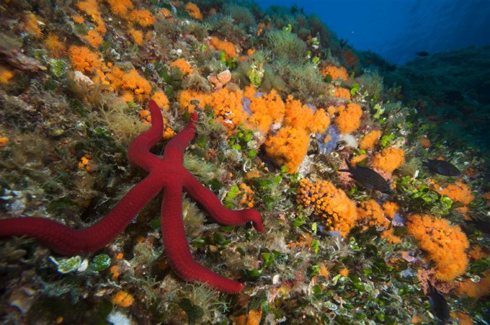 Allarme Greenpeace: ''I nostri mari sono in crisi''