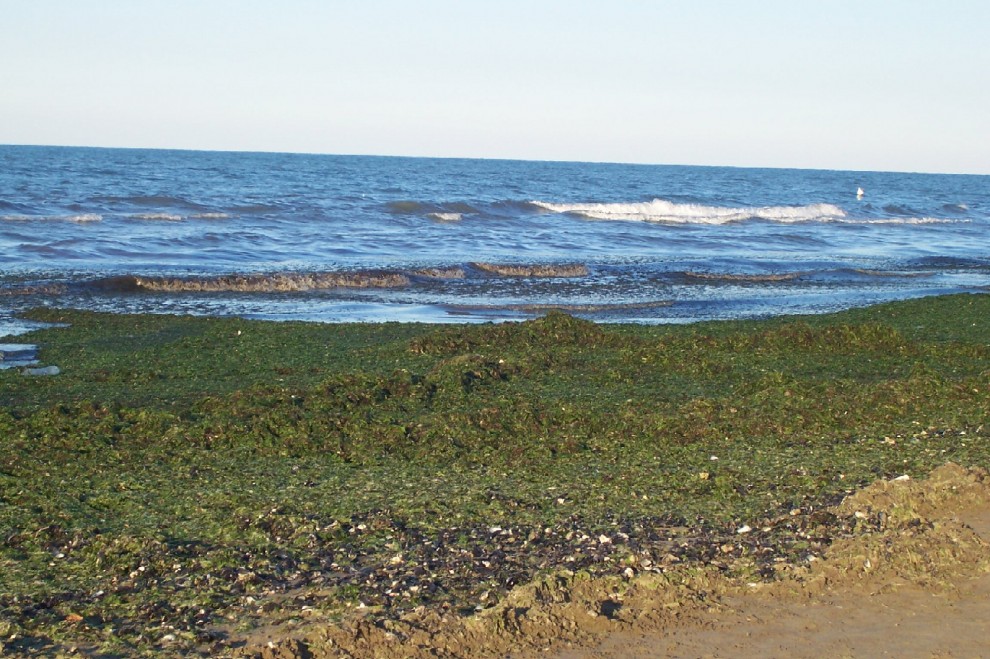 Dalla pianta alla bioplastica