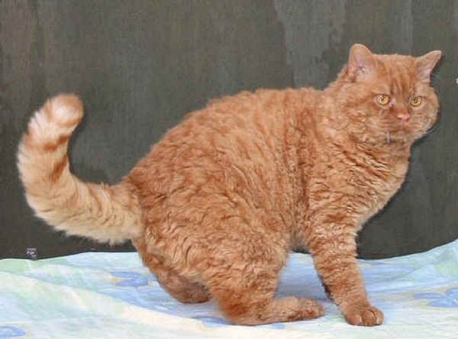 Rosso, bianco o grigio: il gatto riccio &egrave; una razza a s&eacute;