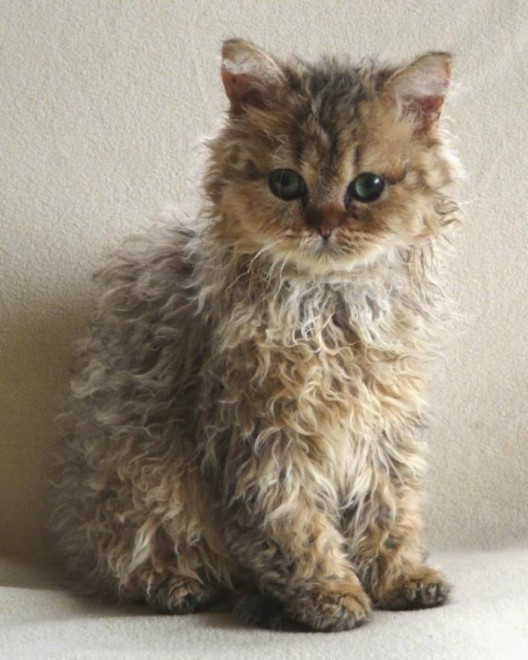 Rosso, bianco o grigio: il gatto riccio &egrave; una razza a s&eacute;
