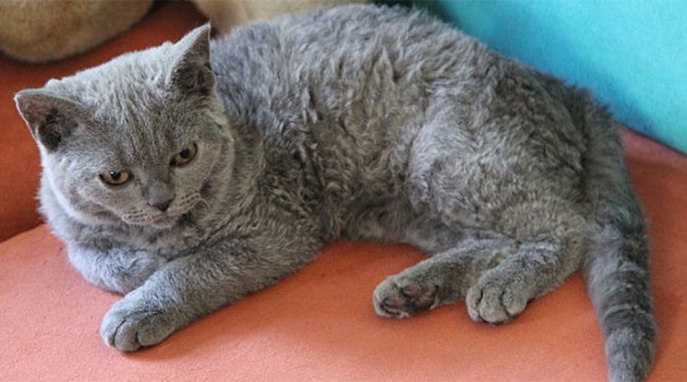 Rosso, bianco o grigio: il gatto riccio &egrave; una razza a s&eacute;