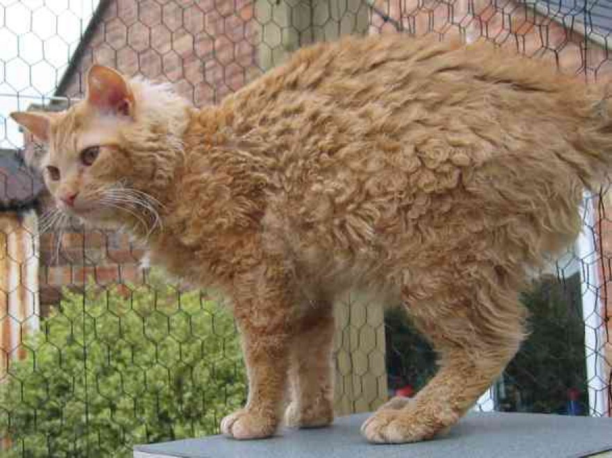Rosso, bianco o grigio: il gatto riccio &egrave; una razza a s&eacute;
