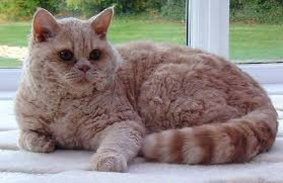 Rosso, bianco o grigio: il gatto riccio &egrave; una razza a s&eacute;