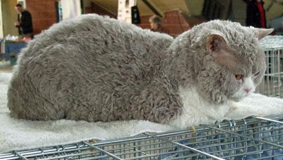 Rosso, bianco o grigio: il gatto riccio &egrave; una razza a s&eacute;
