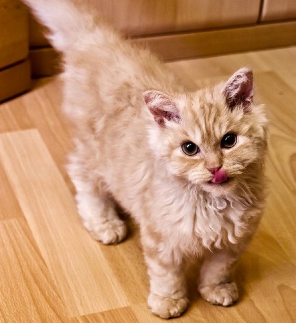 Rosso, bianco o grigio: il gatto riccio &egrave; una razza a s&eacute;
