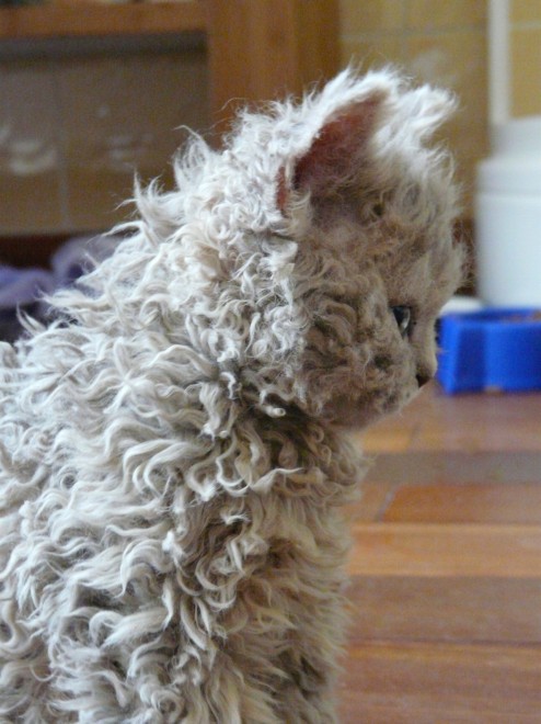 Rosso, bianco o grigio: il gatto riccio &egrave; una razza a s&eacute;