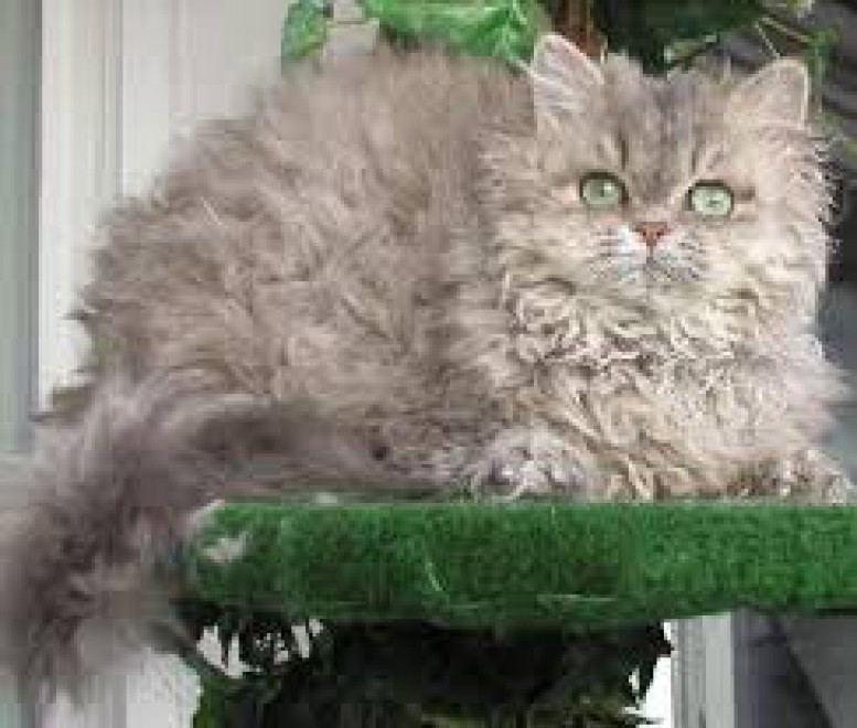 Rosso, bianco o grigio: il gatto riccio &egrave; una razza a s&eacute;