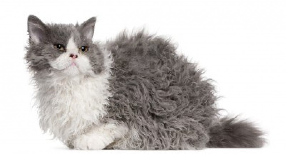 Rosso, bianco o grigio: il gatto riccio &egrave; una razza a s&eacute;