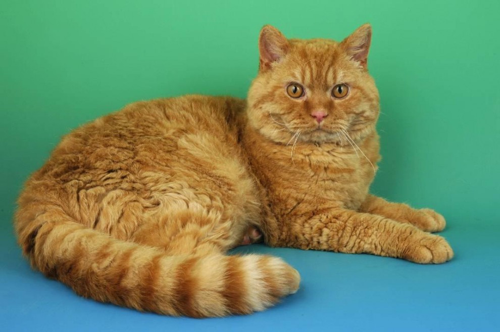 Rosso, bianco o grigio: il gatto riccio &egrave; una razza a s&eacute;