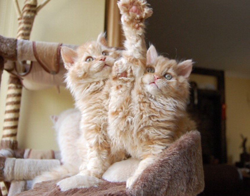Rosso, bianco o grigio: il gatto riccio &egrave; una razza a s&eacute;