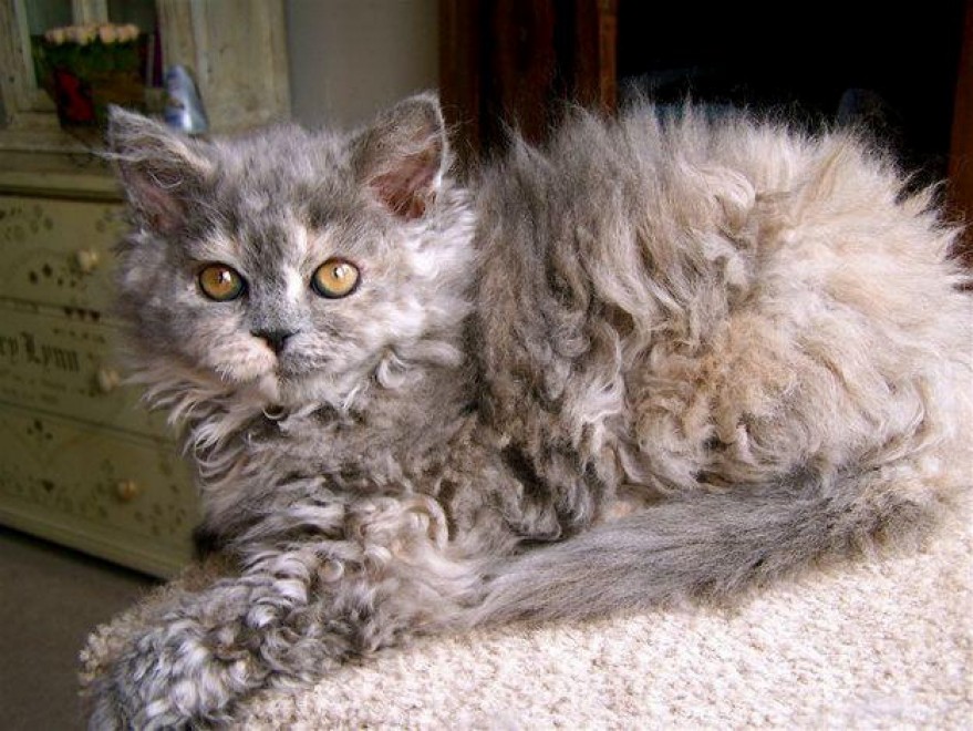 Rosso, bianco o grigio: il gatto riccio &egrave; una razza a s&eacute;